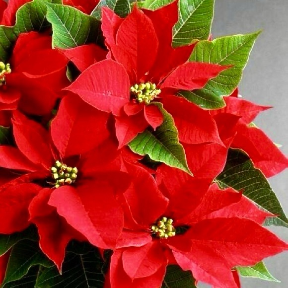 ππ€ππ΄ππ€ππ΄ππ€ππ΄ππ€ππ΄ - Picture 4 of 13